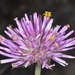 Gomphrena pulchella - Photo (c) aacocucci, some rights reserved (CC BY-NC), uploaded by aacocucci