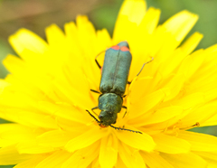 Haplomalachius flabellatus