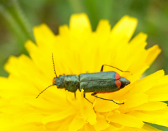 Haplomalachius flabellatus