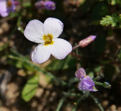 Maresia pulchella