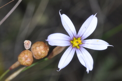 Sisyrinchium chilense
