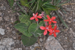 Oxypetalum coccineum