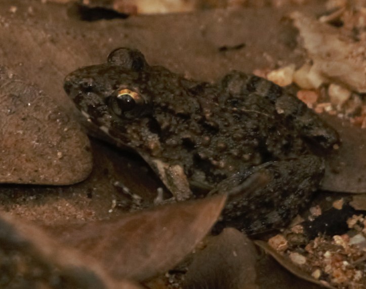 Common Indian Cricket Frog