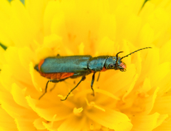 Haplomalachius flabellatus