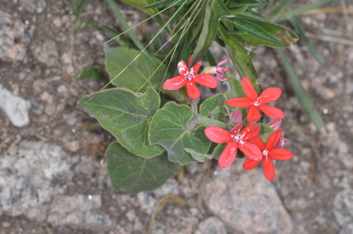 Oxypetalum coccineum, photograph 6