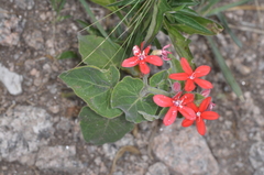 Oxypetalum coccineum