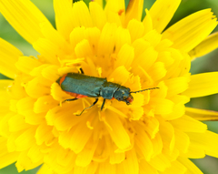 Haplomalachius flabellatus
