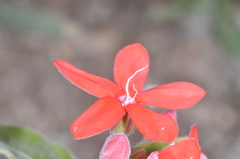 Oxypetalum coccineum