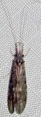 Oecetis cinerascens