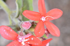 Oxypetalum coccineum