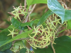Telosma africana