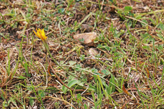 Agoseris glauca glauca