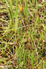 Agoseris glauca glauca