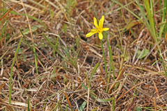 Agoseris glauca glauca