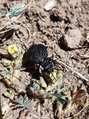 Pseudomeloe chiliensis