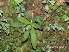Staurogyne concinnula