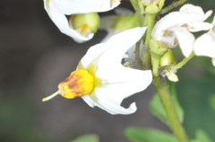 Solanum chacoense