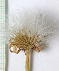 Agoseris glauca glauca