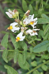 Solanum chacoense