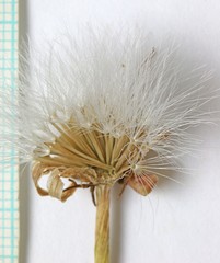 Agoseris glauca glauca