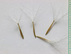 Agoseris glauca glauca