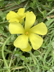 Oxalis pes-caprae