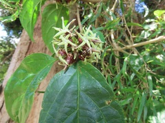 Telosma africana
