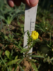 Senecio vernalis