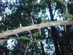 Streblus ilicifolius