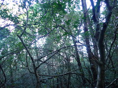 Streblus ilicifolius