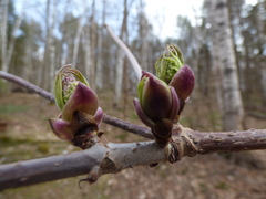 Sambucus racemosa racemosa