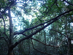 Streblus ilicifolius