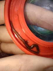 Geophilus carpophagus