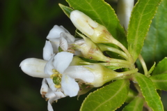Escallonia cordobensis