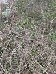 Marrubium peregrinum