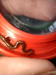 Geophilus carpophagus