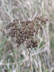 Achillea setacea