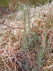 Artemisia spiciformis