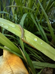 Geophilus carpophagus