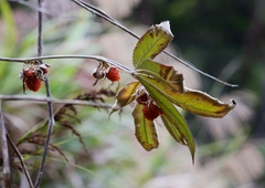 Rubus lineatus