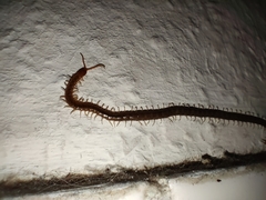 Geophilus carpophagus