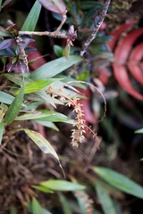 Dendrochilum