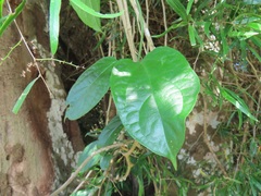 Telosma africana