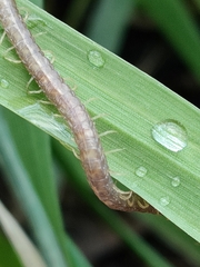 Geophilus carpophagus