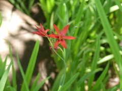Freesia grandiflora grandiflora