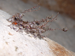 Diphyus quadripunctorius