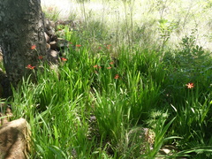 Freesia grandiflora grandiflora