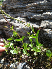 Epilobium leptocarpum