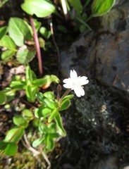 Epilobium leptocarpum