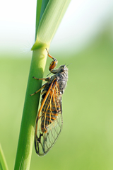 Cicadetta concinna